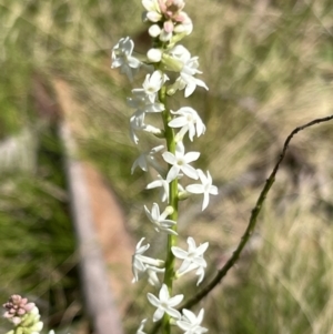 Stackhousia monogyna at Bondo State Forest - 11 Nov 2023