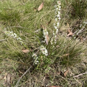Stackhousia monogyna at Bondo State Forest - 11 Nov 2023