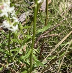 Stackhousia monogyna at Bondo State Forest - 11 Nov 2023