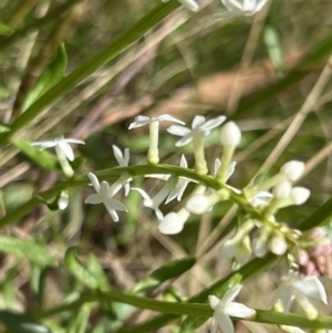 Stackhousia monogyna at Bondo State Forest - 11 Nov 2023