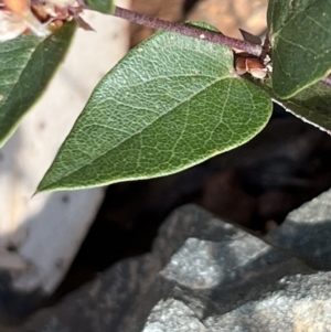 Platylobium montanum subsp. montanum at Bondo State Forest - 11 Nov 2023