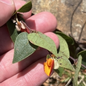 Platylobium montanum subsp. montanum at Bondo State Forest - 11 Nov 2023 11:09 AM