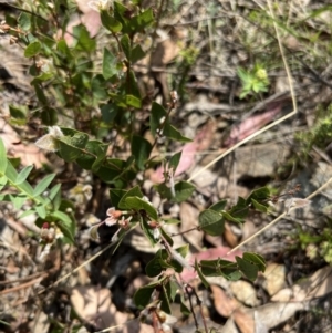 Platylobium montanum subsp. montanum at Bondo State Forest - 11 Nov 2023