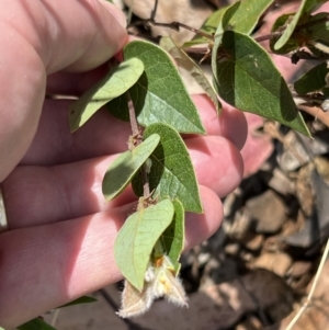 Platylobium montanum subsp. montanum at Bondo State Forest - 11 Nov 2023