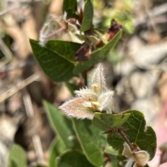 Platylobium montanum subsp. montanum at Bondo State Forest - 11 Nov 2023
