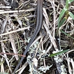 Lampropholis guichenoti (Common Garden Skink) at Kosciuszko National Park - 11 Nov 2023 by JimL