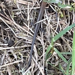 Lampropholis guichenoti at Kosciuszko National Park - 11 Nov 2023