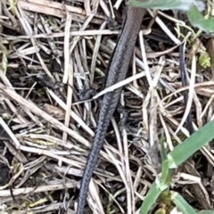 Lampropholis guichenoti at Kosciuszko National Park - 11 Nov 2023 02:02 PM