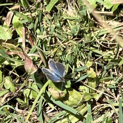 Zizina otis (Common Grass-Blue) at Kosciuszko National Park - 11 Nov 2023 by JimL