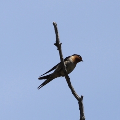 Hirundo neoxena (Welcome Swallow) at Bimberi, NSW - 11 Nov 2023 by JimL