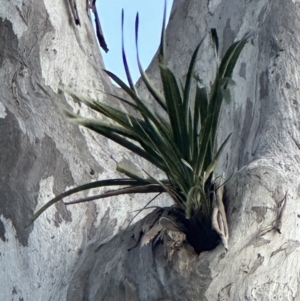 Cymbidium suave at Kangaroo Valley, NSW - 11 Nov 2023
