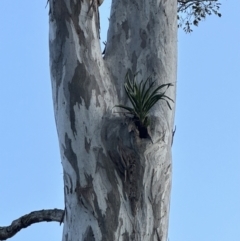 Cymbidium suave at Kangaroo Valley, NSW - 11 Nov 2023