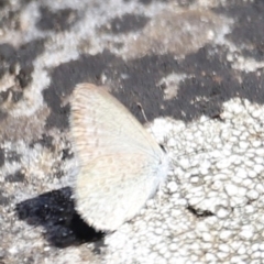 Zizina otis (Common Grass-Blue) at Kosciuszko National Park - 11 Nov 2023 by JimL