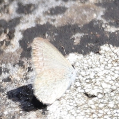 Zizina otis (Common Grass-Blue) at Bimberi, NSW - 11 Nov 2023 by JimL