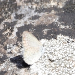 Zizina otis at Kosciuszko National Park - 11 Nov 2023 02:05 PM