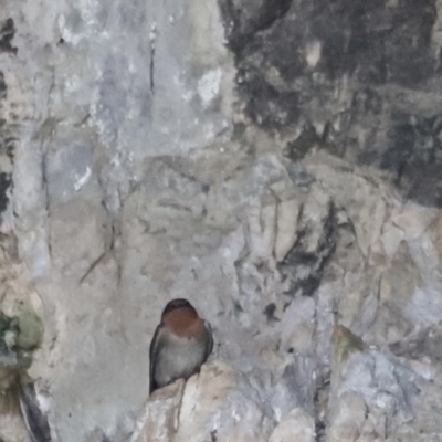 Hirundo neoxena (Welcome Swallow) at Cooleman, NSW - 11 Nov 2023 by JimL