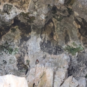 Hirundo neoxena at Kosciuszko National Park - 11 Nov 2023