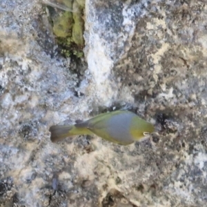 Zosterops lateralis at Kosciuszko National Park - 11 Nov 2023