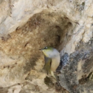 Zosterops lateralis at Kosciuszko National Park - 11 Nov 2023