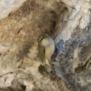 Zosterops lateralis at Kosciuszko National Park - 11 Nov 2023