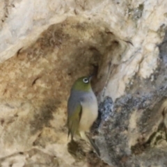 Zosterops lateralis at Kosciuszko National Park - 11 Nov 2023