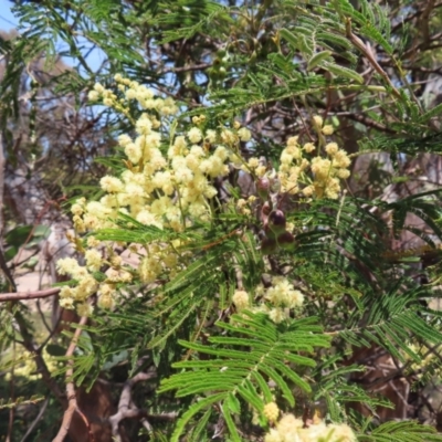 Acacia mearnsii (Black Wattle) at Kambah, ACT - 11 Nov 2023 by MatthewFrawley
