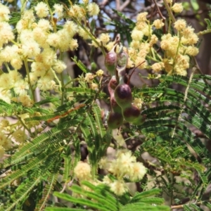 Acacia mearnsii at Mount Taylor - 11 Nov 2023