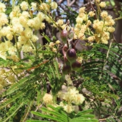 Acacia mearnsii at Mount Taylor - 11 Nov 2023