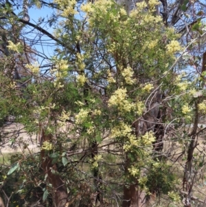 Acacia mearnsii at Mount Taylor - 11 Nov 2023