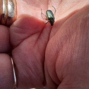 Diphucephala sp. (genus) at Kosciuszko National Park - 11 Nov 2023