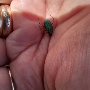 Diphucephala sp. (genus) at Kosciuszko National Park - 11 Nov 2023