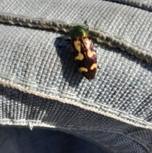 Castiarina flavopurpurea at Adaminaby, NSW - 11 Nov 2023