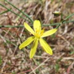Tricoryne elatior (Yellow Rush Lily) at Kambah, ACT - 11 Nov 2023 by MatthewFrawley