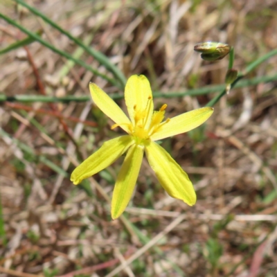 Tricoryne elatior (Yellow Rush Lily) at Kambah, ACT - 11 Nov 2023 by MatthewFrawley