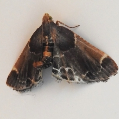 Pyralis farinalis (Meal Moth (Pyralinae) at Tidbinbilla Nature Reserve - 11 Nov 2023 by JohnBundock