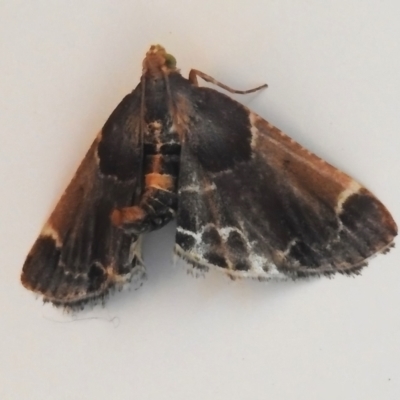 Pyralis farinalis (Meal Moth) at Tidbinbilla Nature Reserve - 11 Nov 2023 by JohnBundock