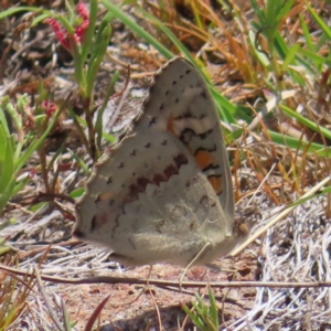 Junonia villida at Mount Taylor - 11 Nov 2023