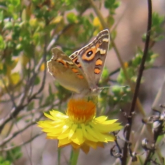 Junonia villida (Meadow Argus) at Mount Taylor - 11 Nov 2023 by MatthewFrawley