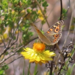 Junonia villida at Mount Taylor - 11 Nov 2023 12:39 PM