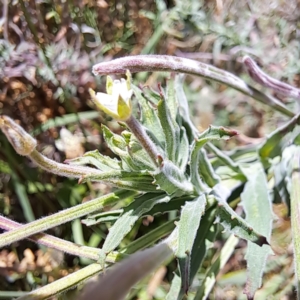 Epilobium hirtigerum at Justice Robert Hope Reserve (JRH) - 10 Nov 2023 12:49 PM