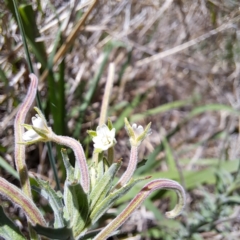 Epilobium hirtigerum at Justice Robert Hope Reserve (JRH) - 10 Nov 2023