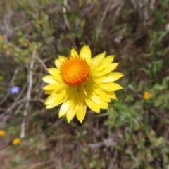 Xerochrysum viscosum (Sticky Everlasting) at Mount Taylor - 11 Nov 2023 by MatthewFrawley