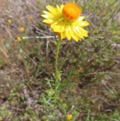 Xerochrysum viscosum at Mount Taylor - 11 Nov 2023