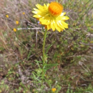 Xerochrysum viscosum at Mount Taylor - 11 Nov 2023 12:40 PM