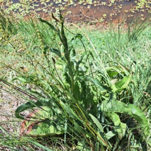 Rumex brownii at Justice Robert Hope Reserve (JRH) - 10 Nov 2023