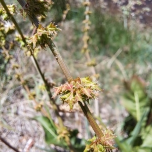 Rumex brownii at Justice Robert Hope Reserve (JRH) - 10 Nov 2023