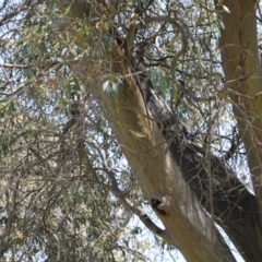 Pardalotus striatus at Kosciuszko National Park - 11 Nov 2023 12:30 PM