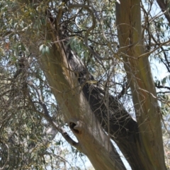 Pardalotus striatus at Kosciuszko National Park - 11 Nov 2023 12:30 PM