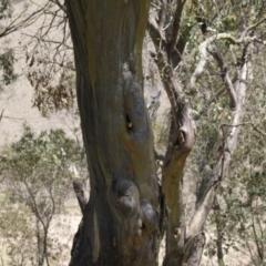 Pardalotus striatus at Kosciuszko National Park - 11 Nov 2023 12:30 PM