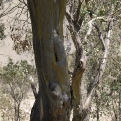 Pardalotus striatus at Kosciuszko National Park - 11 Nov 2023 12:30 PM
